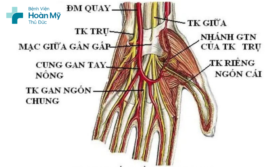 Điều trị vết thương khuyết da bàn tay